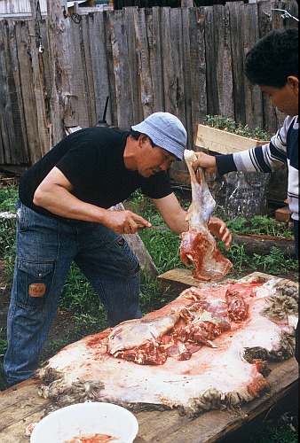 Butchering a sheep the traditional Mongolian way.