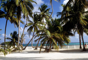 00078_RB-Caribbean