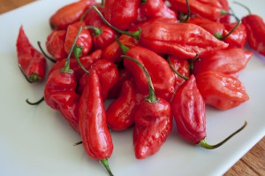 King-Naga-Chili-Pepper