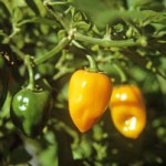 orange-habanero-yucatan