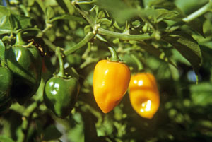 orange-habanero-yucatan