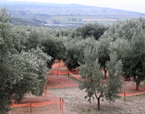 olive_orchard_harvest_nets_italy