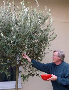 The author harvesting olives from his own tree.