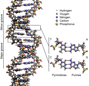615px-DNA_Structure+Key+Labelled.pn_NoBB