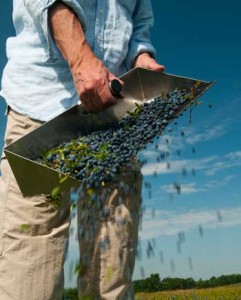 berries_pouring