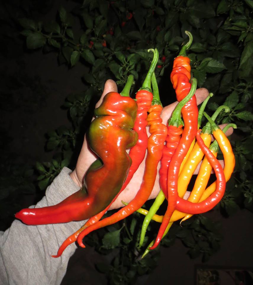Harvesting Chilis at Night
