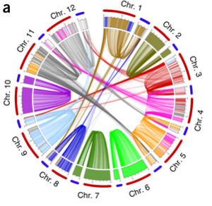 Circular diagram showing genetic collinearity between hot pepper and tomato.