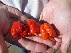 Ed Currie has his hands full of his Carolina Reaper's. (AP)