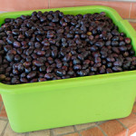 olive harvest