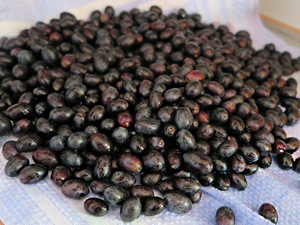 mature picked olives