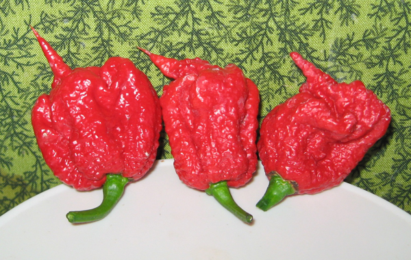 carolina reaper record