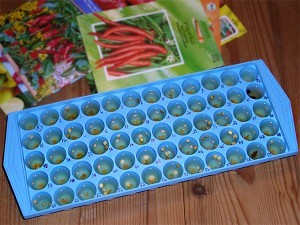 icecubetray_seed-300x225