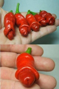 peter peppers
