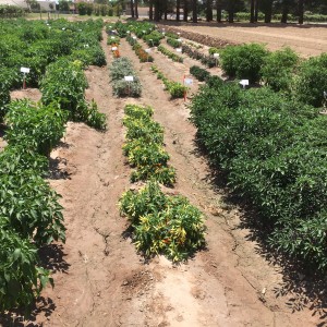 chile pepper plants