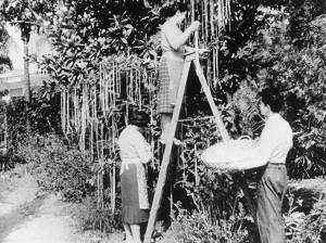 spaghetti Picking