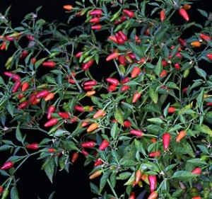 african birdeye plant