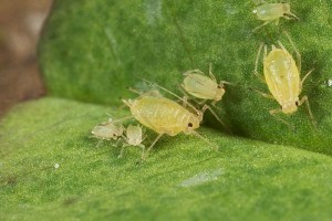 pepper aphids
