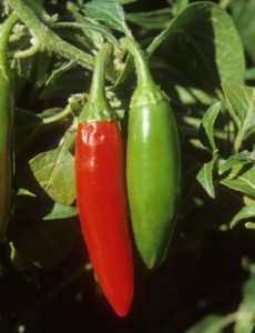 serrano peppers