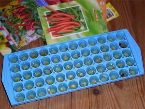 ice tray chile seeds