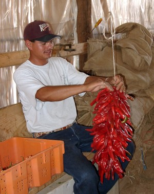 Making a Ristra in La Mesilla, NM