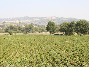 Peperoni di Senise fields