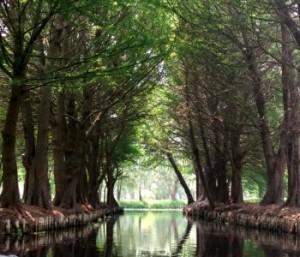 A channel between chinampas