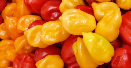 Agent Orange Habanero Sauce - Burn Blog