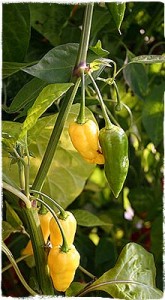 fatalii pepper info