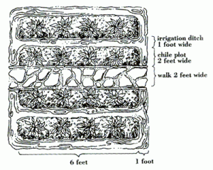 pepper garden design