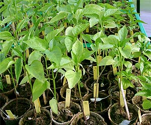 growing pepper seedlings