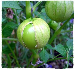 pepper garden tomatillos