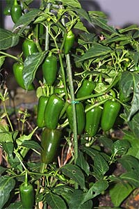 pepper growing season