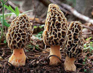 Spicy Morel Sauce for Meat and Poultry - Burn Blog