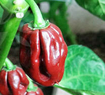 congo pepper