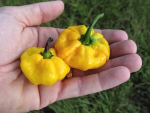 scotch bonnet pepper