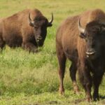 bison rib eye steak story