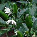 african birdseye pepper