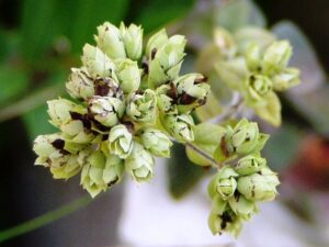 mexican cuisine oregano