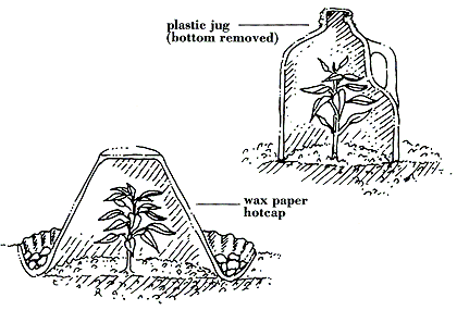 transplanting pepper seedlings